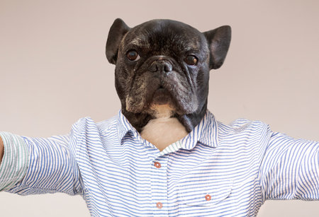 A Playful French Bulldog Dressed in a Striped Shirtの写真素材