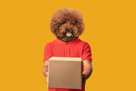 Playful Dog With a Fuzzy Face Delivers a Brown Boxの写真素材