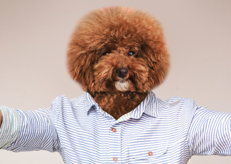 Playful Dog With Adorable Fluffy Coat Wearing a Casual Shirt