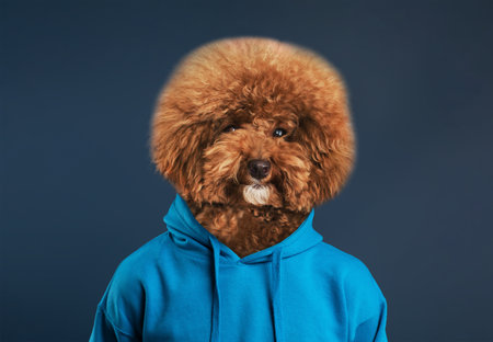 Adorable Dog Wearing Cozy Blue Hoodie Posing Against Solid Background