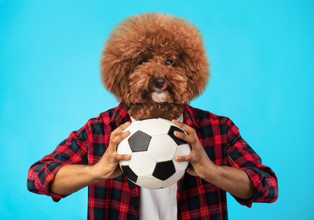 Adorable Dog With Fluffy Fur Holds Soccer Ball Against Blueの写真素材