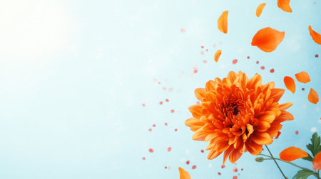 Beautiful orange chrysanthemum flower with falling petals against a light blue backgroundの素材