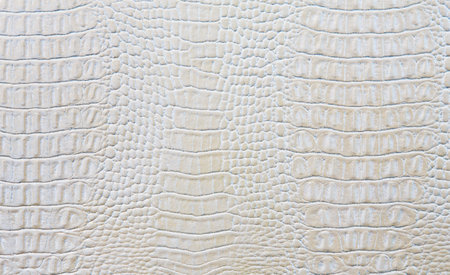 Crocodile skin white leather backgroundの写真素材