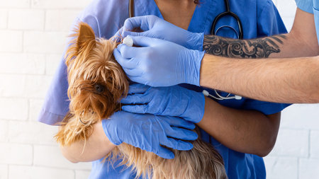 Young veterinarian with assistant using eardrops to treat dog in animal hospitalの写真素材