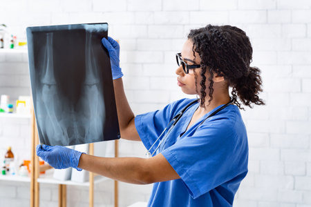 Woman radiologist holding animal xray in veterinarian clinic. Panoramaの写真素材
