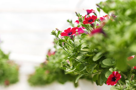 Plantation of purple and pink petunias. Potted flowers under ceiling in daylight in interiorの写真素材