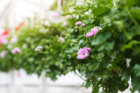 Modern greenhouse for growing plants. Pink and red flowers with leaves in pots hanging from ceiling in interiorの写真素材