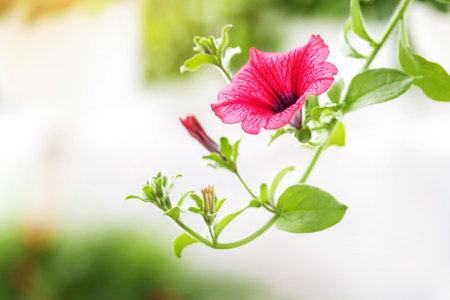 Pink petunia on branch with green leaves. On blurred plant backgroundの写真素材