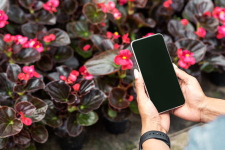 Industrial selling flowers. Hands of girl holding smartphone with empty screen, near plantation of flowers in potsの写真素材
