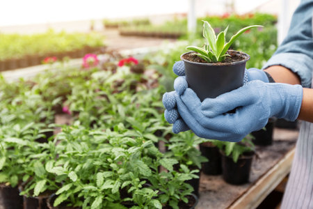 Gardener and work. African american girl in gloves holds plant, on sunlight backgroundの写真素材