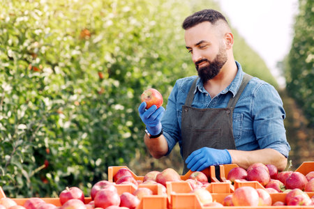 Seasonal work in eco fruit garden, farm worker checks quality of products. Organic natural harvest