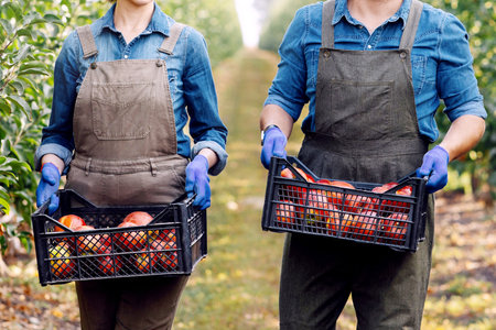 Great harvest, fruit picking and family business