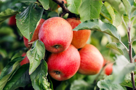 Big harvest in garden, organic apple. Summer and autumn seasonal work with plants