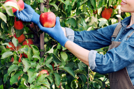 Fruit industry, business and startup, harvesting on farm