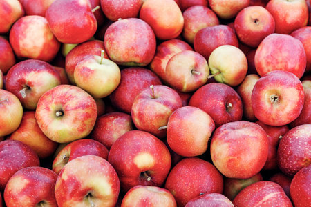 Collected from trees in large wooden pallet containers. Fruit harvest, farm business and juicy applesの写真素材