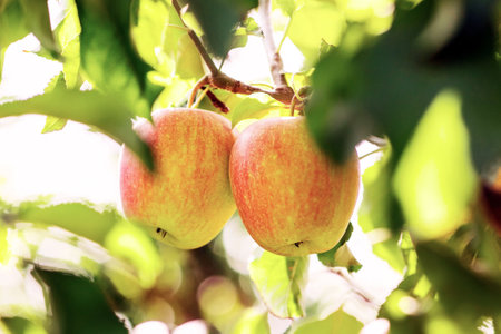 Organic apples hanging from tree branch in orchard