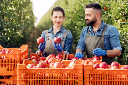 Business outdoor, quality control of organic fruits, harvesting on modern farm in summer and autumn
