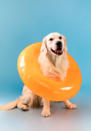 Portrait of cute healthy dog posing in swim ringの写真素材
