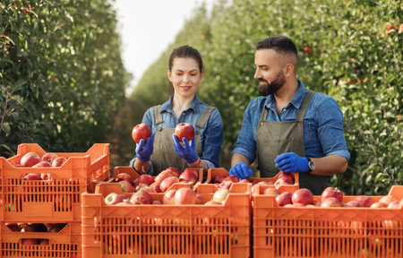 Business outdoor, quality control of organic fruits, harvesting on modern farm in summer and autumnの写真素材