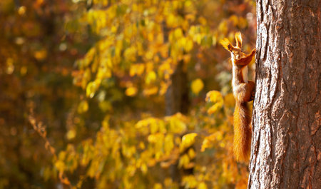 Funny little squirrel climbing tree in autumn park, space for text. Adorable wild animal in its...
