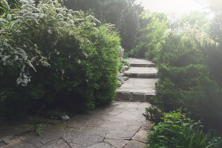 Landscape design, evergreen bushes and path