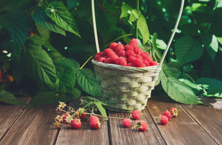 Basket with raspberries near bush on wooden table in gardenの写真素材