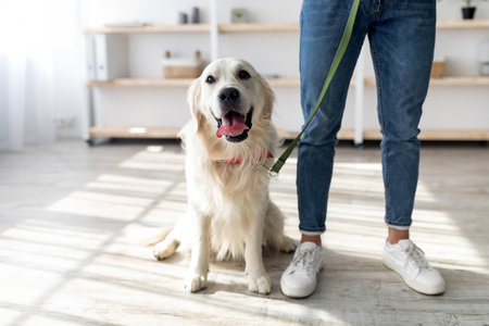 Happy Golden Retriever Sits by Its Owner in a Cozy Indoor Space During a Sunny Day