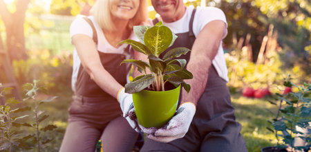 Couple Enjoys Gardening Together in a Sunny Outdoor Space While Planting New Greeneryの写真素材