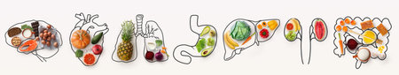 Best menu for healthy body. Collage with outlines of human internal organs and wholesome foods on white backgroundの写真素材