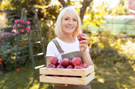 Harvesting concept. Happy senior woman picking fresh red apple into wooden box on her own garden, copy spaceの写真素材