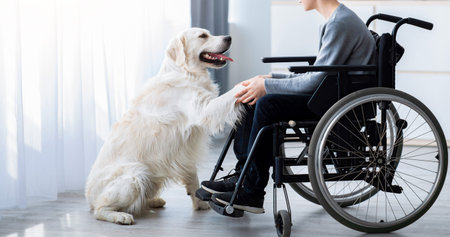 Man Using a Wheelchair Interacts With a Playful Golden Retriever at Home During Daytimeの写真素材