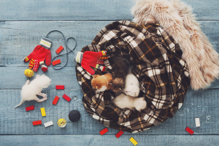 White and orange newborn kitten in a plaid blanket
