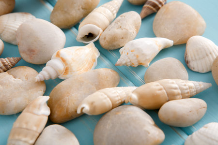 Seashells on blue wood, sea vacation backgroundの写真素材