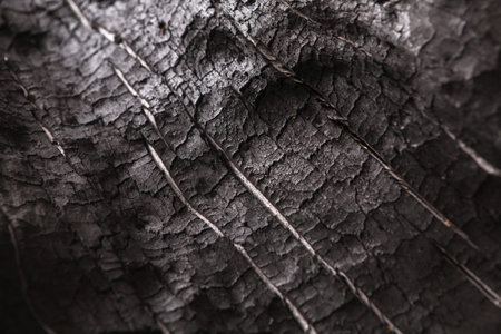 Dark Surface With Patterns of Burnt Wood From Fire During Daylight in Natural Setting