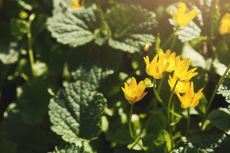 Bright Yellow Flowers Grow Among Green Leaves in a Sunny Garden Setting During Springtime