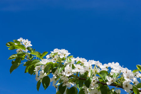 Beautiful White Flowers on a Branch Against a Clear Blue Sky in Springtime