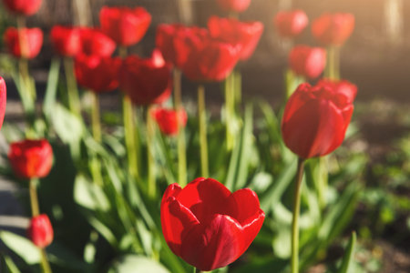 Bright Red Tulips Blooming in a Garden During Springtime Sunlight in the Afternoon