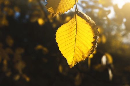 Golden Leaves Capture Autumn Sunlight in Nature Collage Seriesの写真素材
