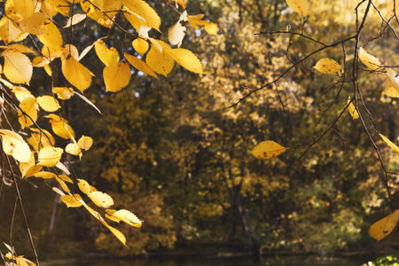 Mosaic of Autumn Leaves With Reflections in Water During Bright Daylight Hours