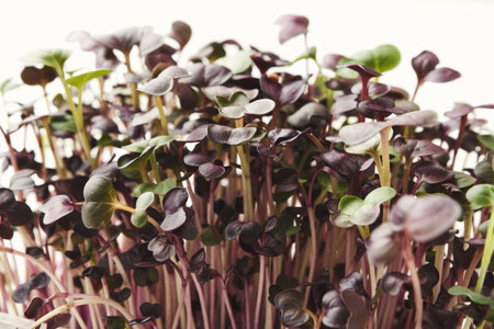 Collection of Microgreens Growing in a Garden Setting During Daylight