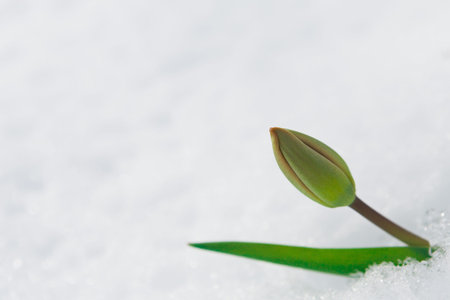 New Tulip Bud Grows in Snow During Early Spring Seasonの写真素材