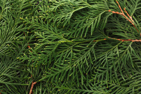 Green Leaves and Branches Laid out on a Flat Surface in a Natural Setting
