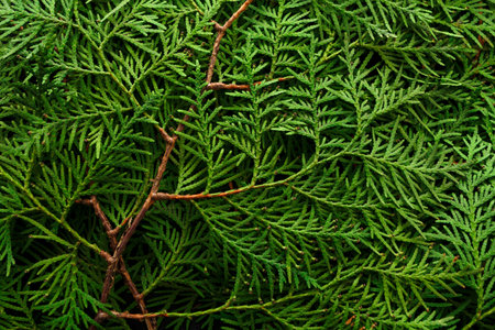 Close-up View of Green Leaves and Twigs on a Forest Floor in a Natural Setting During Daytime