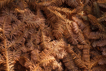 Pine Branches Gather in a Pile After Seasonal Shedding on a Sunny Day in Autumn