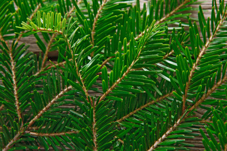 Collection of Green Branches Arranged in a Collage With a Natural Setting Background