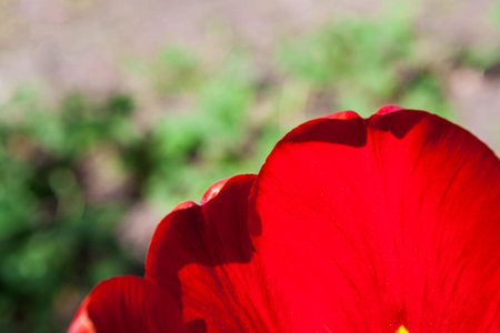 Bright Red Flower Blooming in a Garden During a Sunny Dayの写真素材