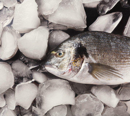 Collage of Fresh Fish on Ice in a Collection for a Seafood Market Display