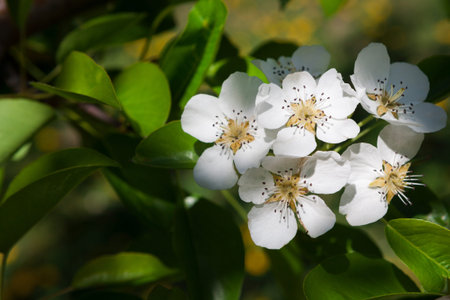 White Flowers Bloom on a Green Plant During Bright Daylight in a Garden Settingの写真素材