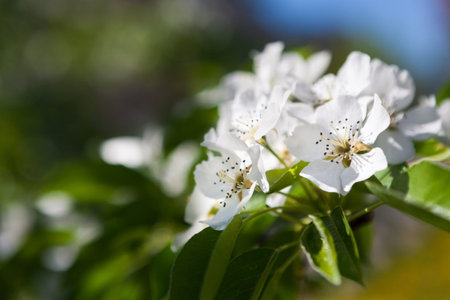 White Flowers Bloom Among Green Leaves in a Sunny Garden in Springtimeの写真素材