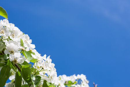 Bright Flowers Bloom Under Clear Blue Sky During Spring Season in a Garden